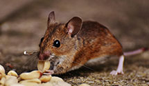 24 Hour & Emergency Exterminators in Fresh Pond, CA